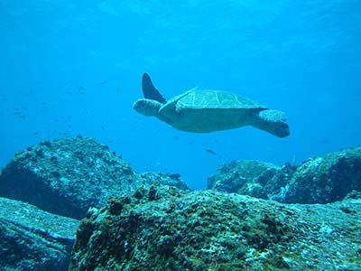 snorkel Galapagos Ocean Spray