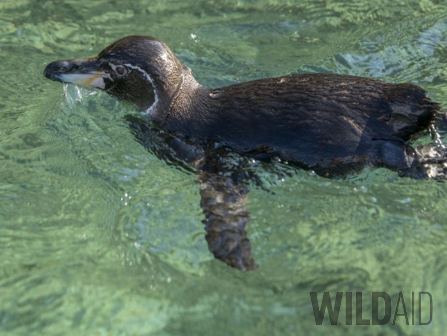 wildaid and angermeyer cruises protecting galapagos