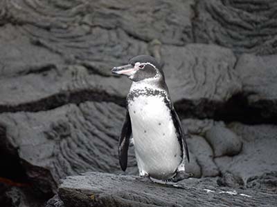 wildlife observation Galapagos