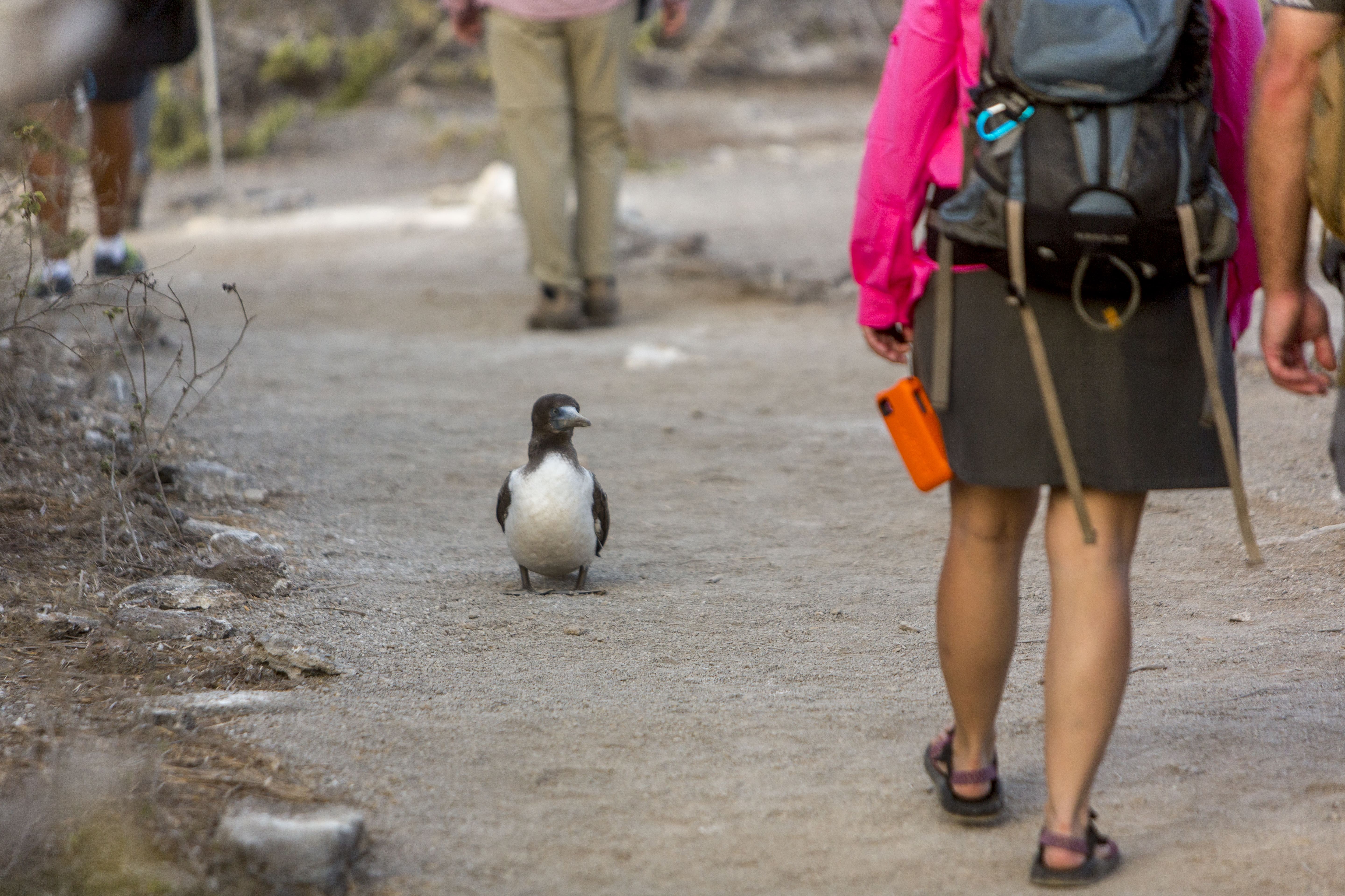 Eight reasons to love galapagos