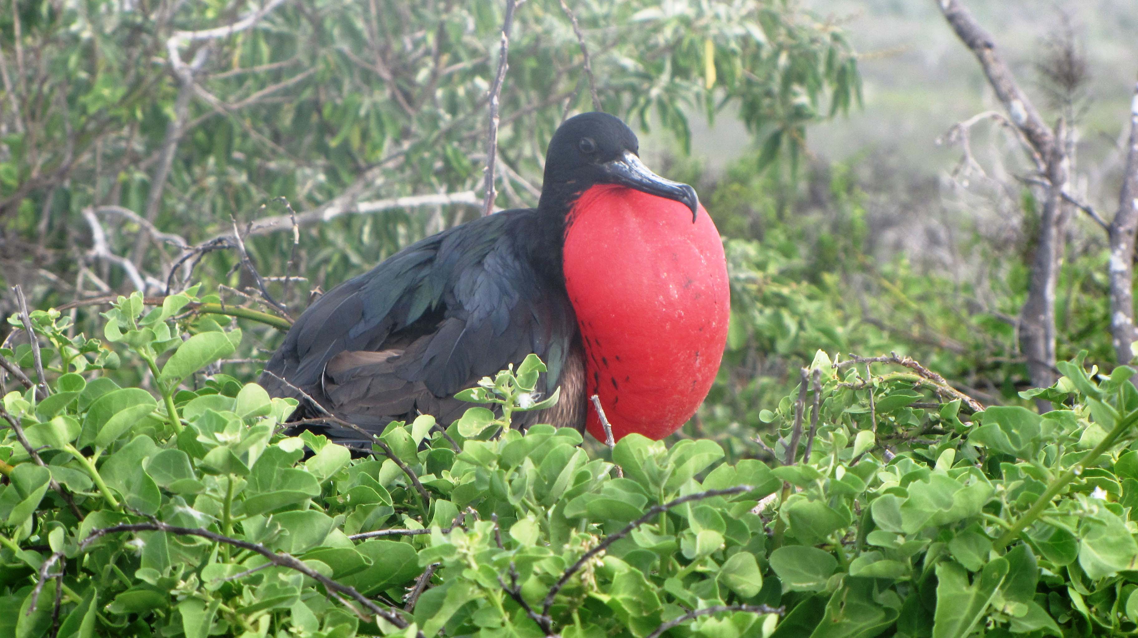 Galaven itinerary galapagos wildlife