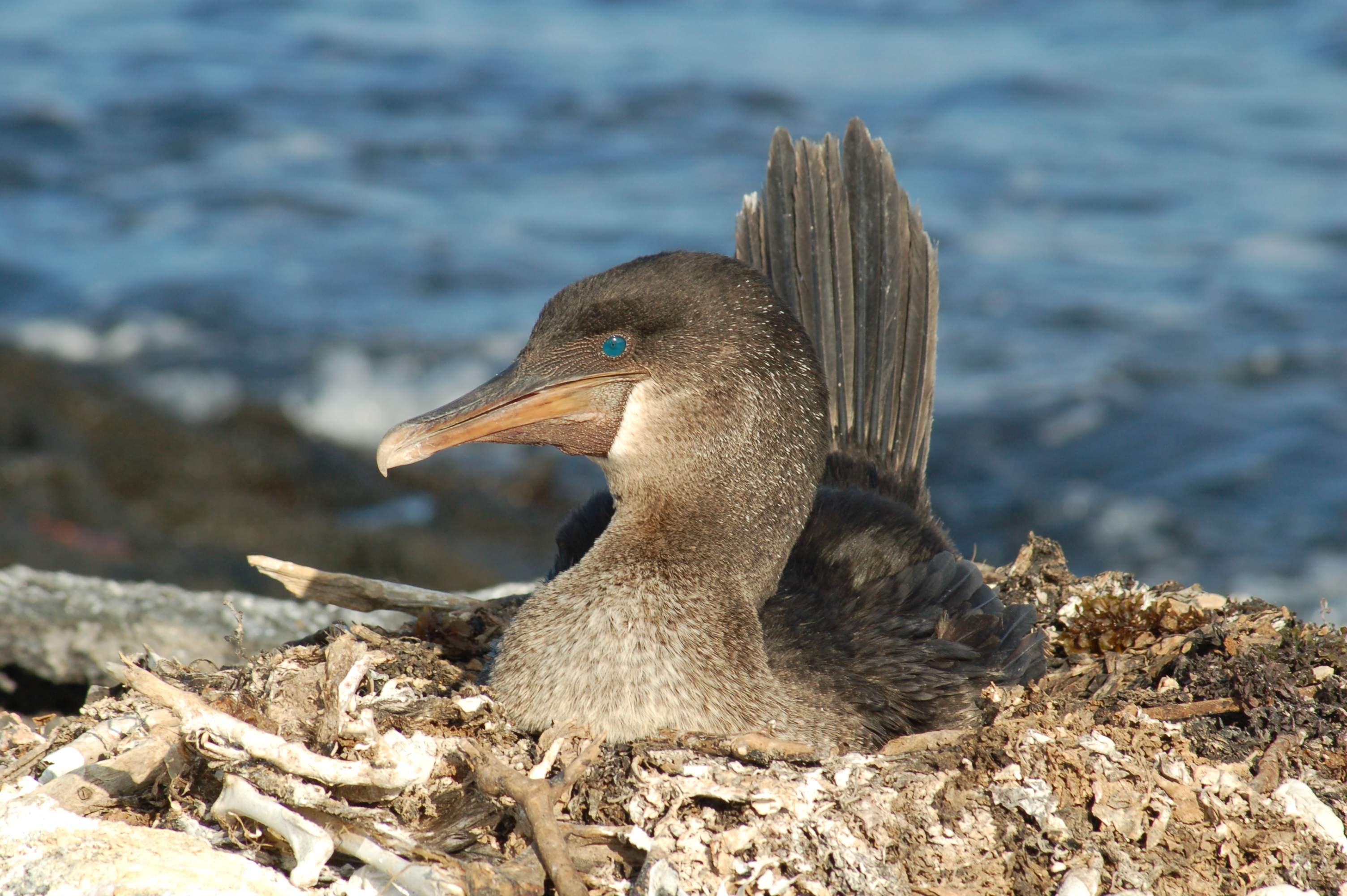 Santa Fe Galapagos island hopping