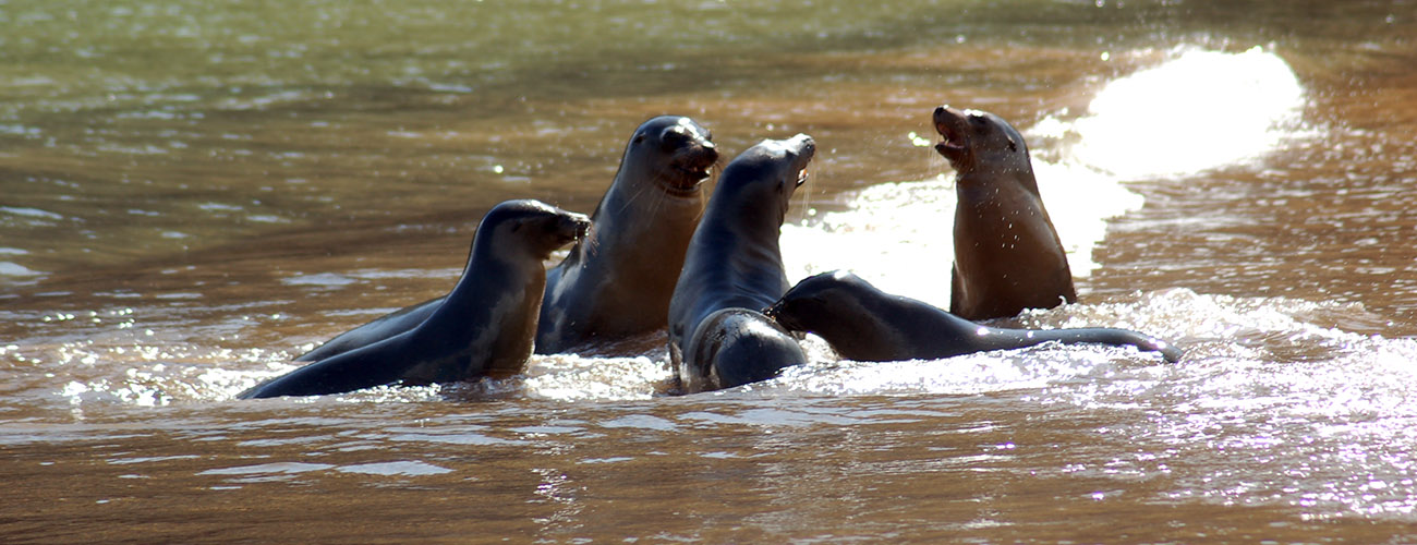 punta cormorant