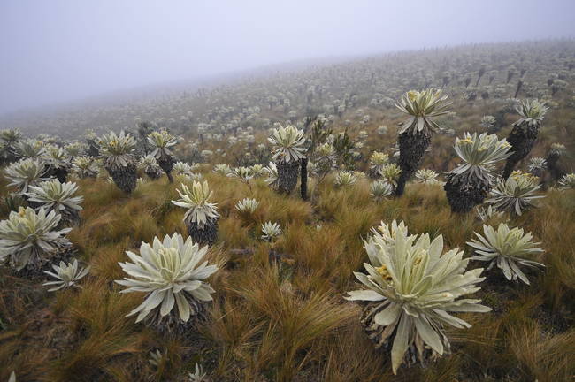 North Ecuador