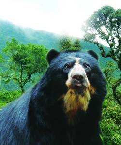 andean bear