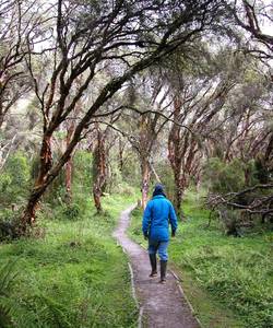 millenary forest