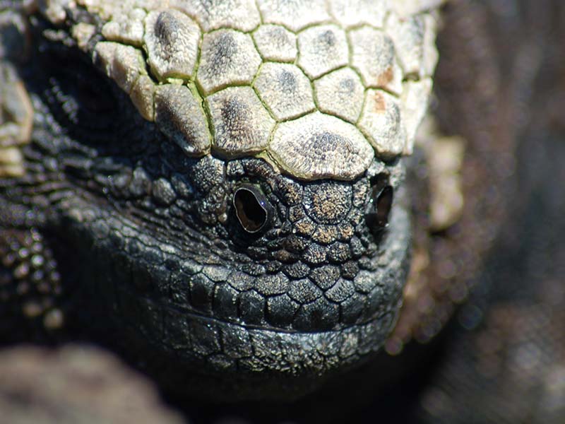 Isabela wetlands tour review