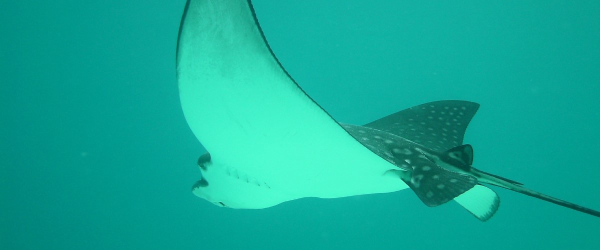 Eagle ray Kicker Rock