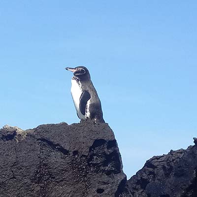 tintoreras tour penguins Isabela