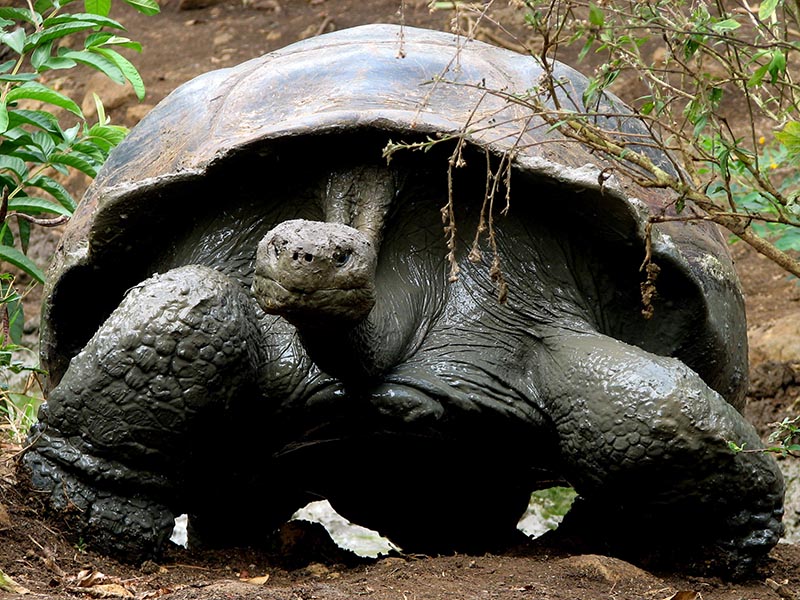 The 5 best activities and tours from Isabela Island Galapagos