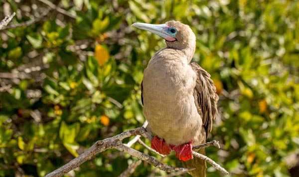 wildlife pictures Galapagos